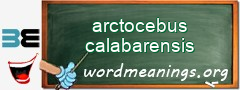 WordMeaning blackboard for arctocebus calabarensis